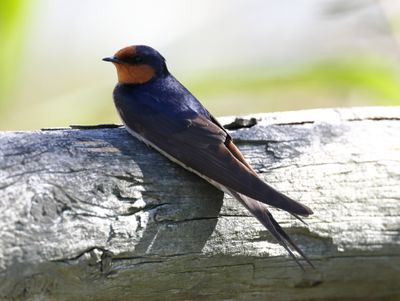 Welcome Swallow (Hirundo neoxena)