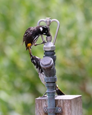 New Holland Honeyeater  (Phylidonyris novaehollandiae)