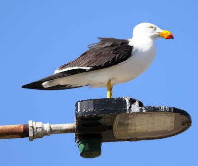 Pacific Gull  (Larus pacificus)