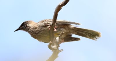 Red Wattlebird  (Anthochaera carunculata)