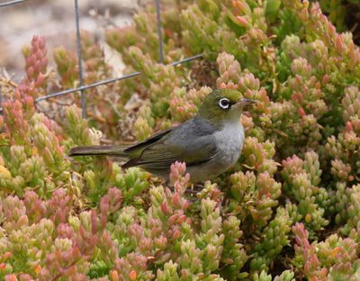 Birds of Australia, Northeastern Queensland, Western Australia, Northern Territory and South Australia