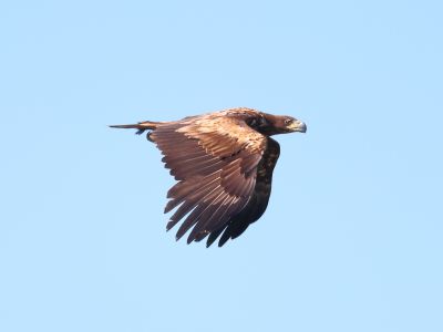 White-tailed Eagle (Haliaeetus albicilla)