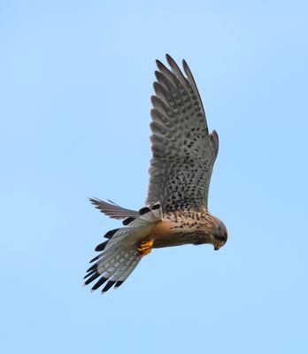 Kestrel (Falco tinnunculus)