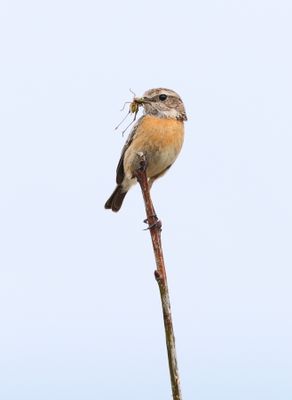 Stonechat (Saxicola torquata)