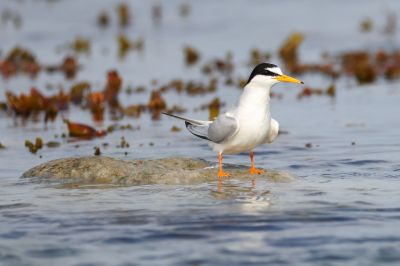 Little Tern  (Sterna albifrons)