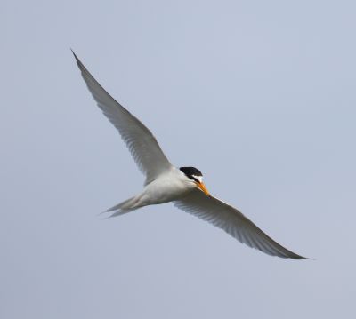 Little Tern  (Sterna albifrons)