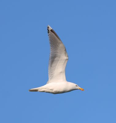Gulls and Terns