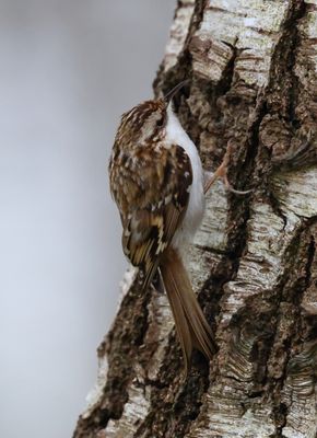 Bearded Tit to Treecreepers