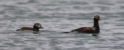 Long-tailed Duck  (Clangula hyemalis)
