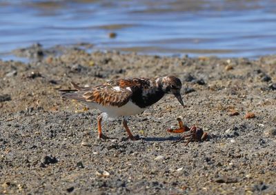 Waders