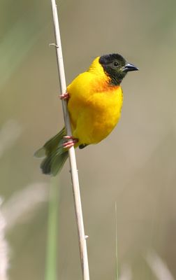 Black-headed Weaver  (Polceus melanocephalus)