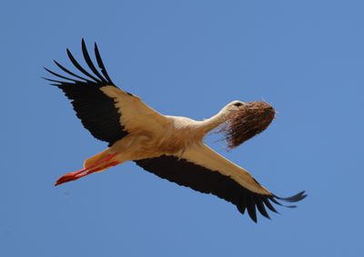 Storks, Ibises, Spoonbills and Flamingos
