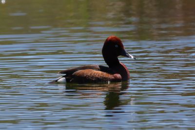 Ferruginous Duck  (Aythia nyroca)
