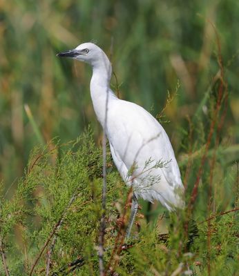 Heron and Egrets