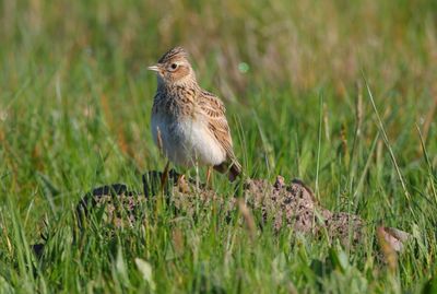 Larks to Wrens