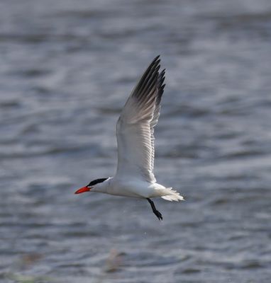 Gulls and Terns