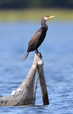 Cormorants
