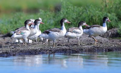 Wildfowl