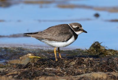 Waders