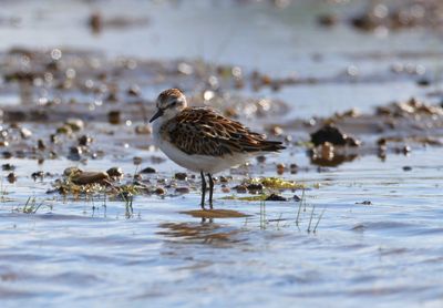Waders