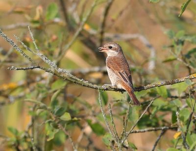 Larks to Wrens