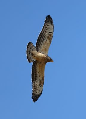 Honey Buzzard (Pernis apivorus)