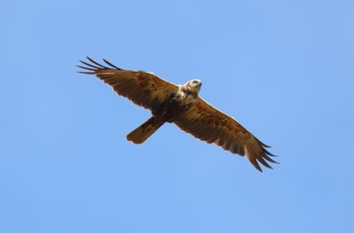Marsh Harrier (Circus aeruginosus)