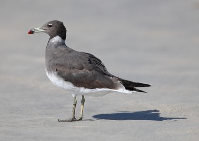Oman birdwatching around Salalah - UNDER CONSTRUCTION