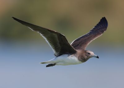 Sooty Gull (Ichthyaetus hemprichii)