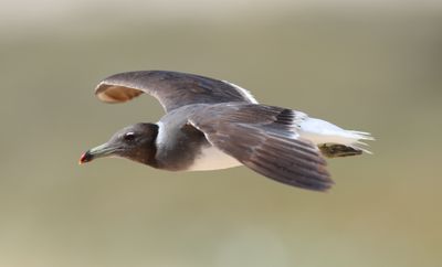 Sooty Gull (Ichthyaetus hemprichii)