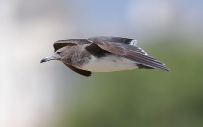Sooty Gull (Ichthyaetus hemprichii)