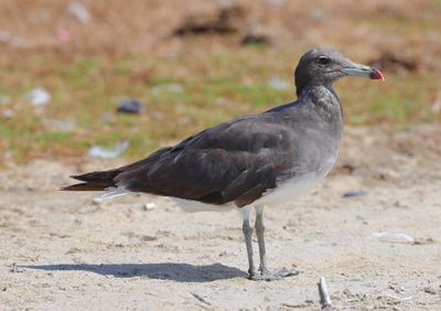 Sooty Gull (Ichthyaetus hemprichii)