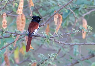 Afrikan Paradise Flycatcher (Terpsiphone viridis)