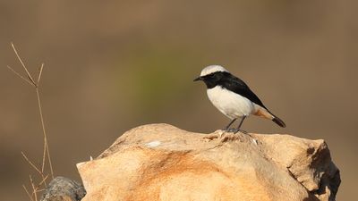 Arabian Wheatear (Oenanthe lugens)