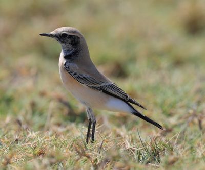 Desert Wheatear (Oenanthe deserti)