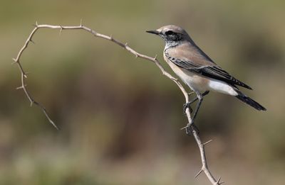 Desert Wheatear (Oenanthe deserti)