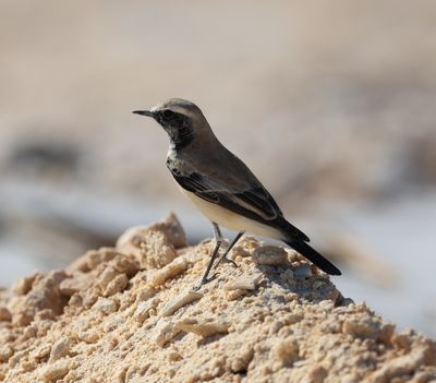 Desert Wheatear (Oenanthe deserti)