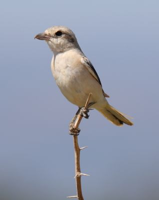 Isabelline Shrike (Lanius isabellinus)