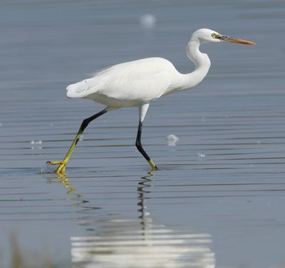 Oman birdwatching around Salalah - UNDER CONSTRUCTION