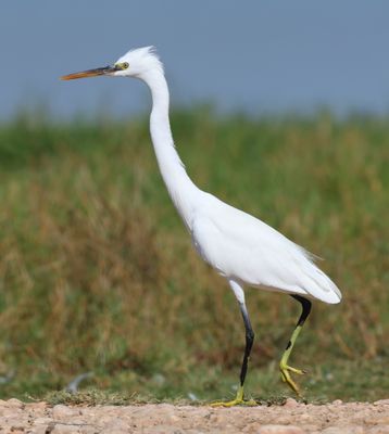 Western Reef Heron (Egretta gularis)