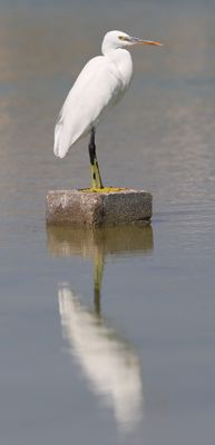 Western Reef Heron (Egretta gularis)