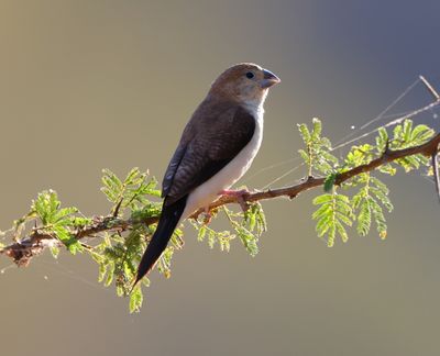 African Silverbill (Euodice cantans)