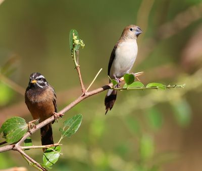 African Silverbill (Euodice cantans) and Cinnamon-breasted Bunting