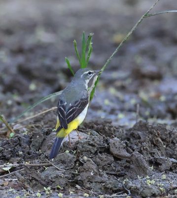 Grey Wagtail (Matacilla cinerea)