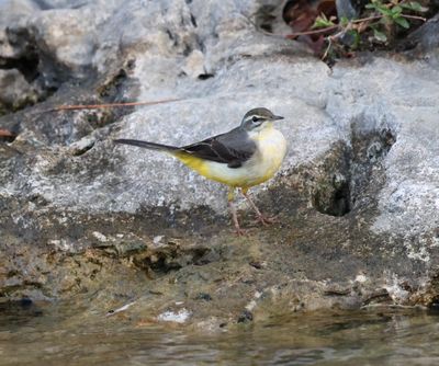 Grey Wagtail (Matacilla cinerea)
