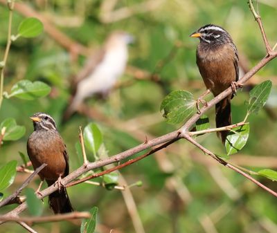 Cinnamon-breasted Bunting (Emberiza tahapisi)