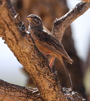 Cinnamon-breasted Bunting (Emberiza tahapisi)