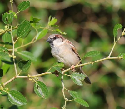 House Sparrow (Passer domesticus)