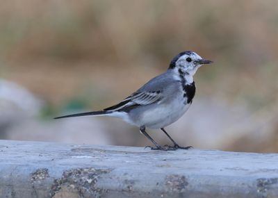 White Wagtail (Motacilla alba9