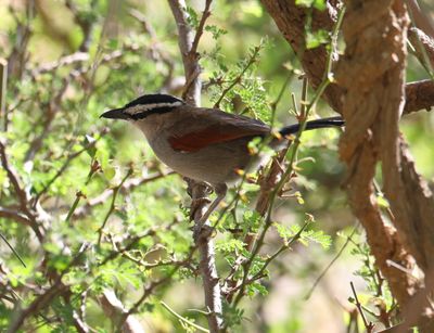 Black-crowned Tchagra (Tchagra senegalus)